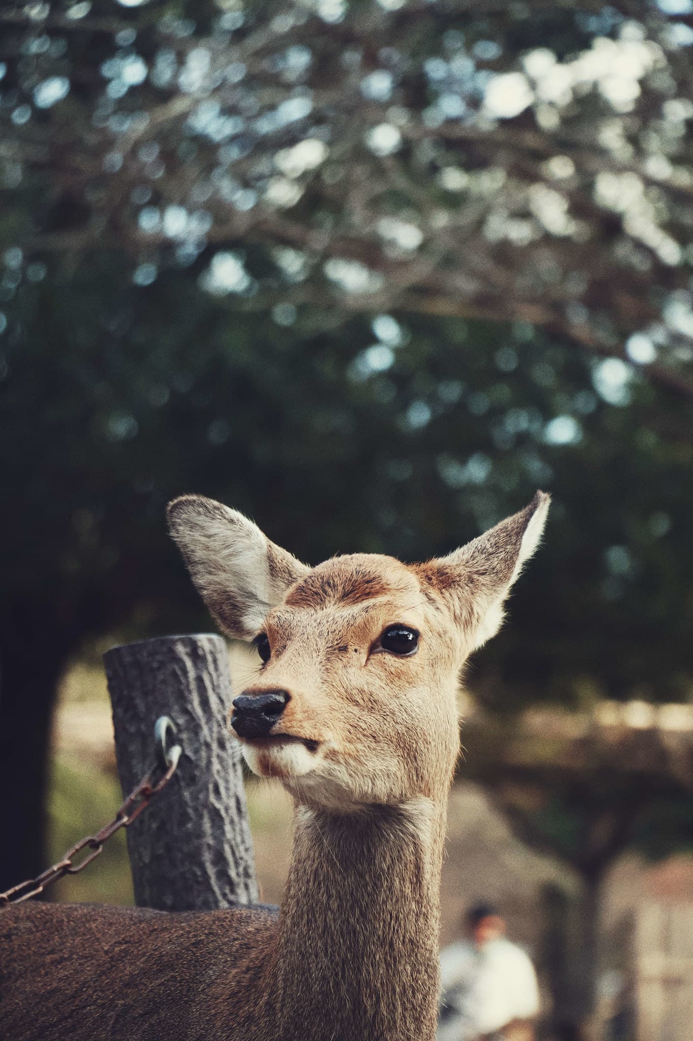 Miscleaneous Photography showcase asset 7