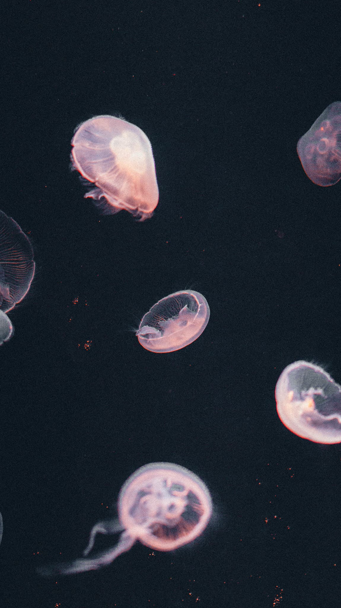 Miscleaneous Photography showcase asset 3